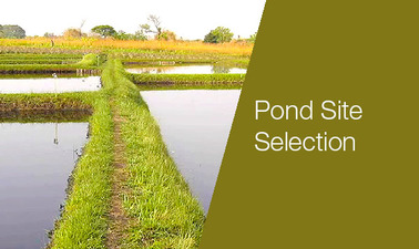 Pond site1