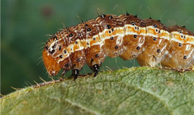 Spodoptera frugiperda worm wikimedia commons canadian biodiversity information facility www cbif gc ca