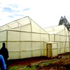 Indegenous greenhouse 2
