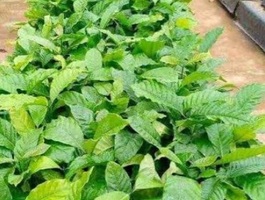 Screenshot 20260308 193813 chrome