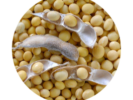 High quality soya bean for oil soybean