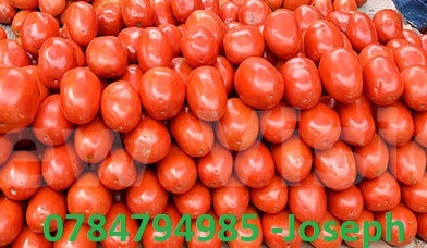 Nakaliro tomatoes