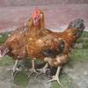 Poultry 2