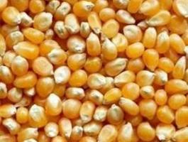 Yellow maize 250x250