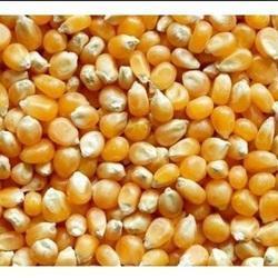 Yellow maize 250x250