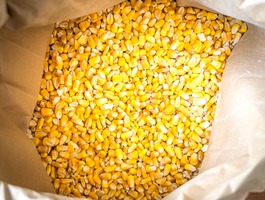 Yellow maize for popcorn
