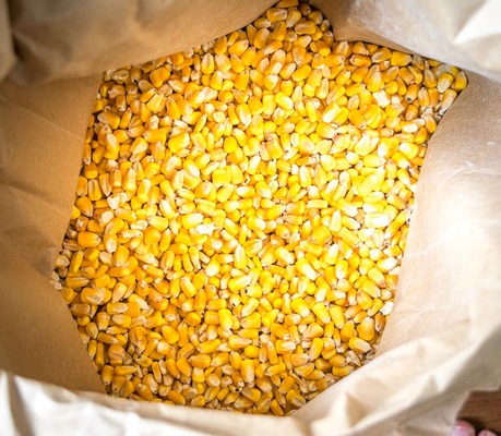 Yellow maize for popcorn