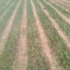 Onion crop aug22