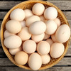 Bynature why free range eggs blog