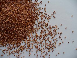 Millet