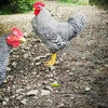 Cock %281%29