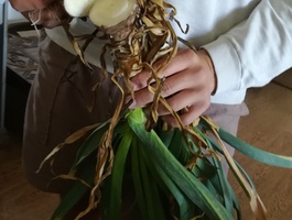 Garlic plant