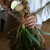 Garlic plant