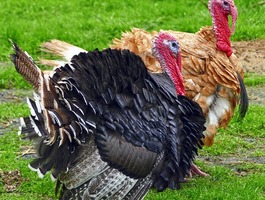 Turkey keeping in uganda