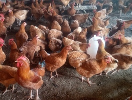 Img 20251222 080337 414