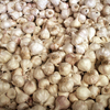 Garlic 1527215
