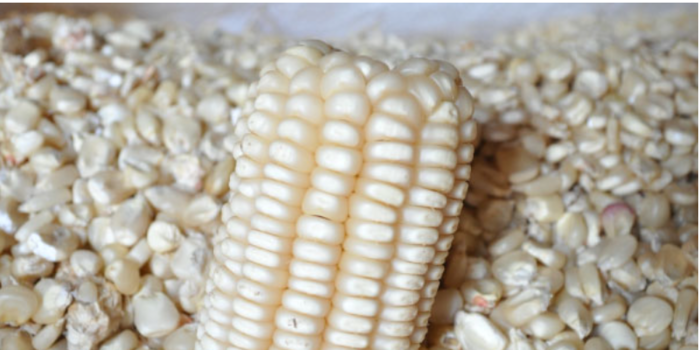 Maize produce