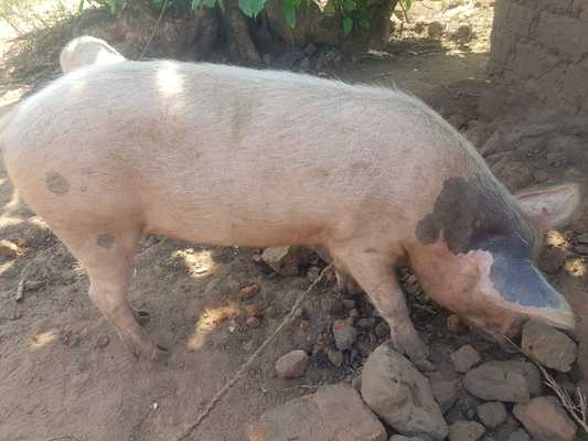 Pig 1