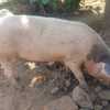 Pig 1