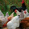 Poultry 1