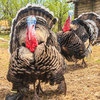 Turkey farming