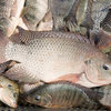 Fresh tilapia fish 6434381