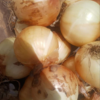 Onion harvested sept22