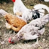 Cock %284%29
