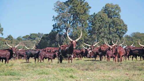 Ankole cattle 696x432