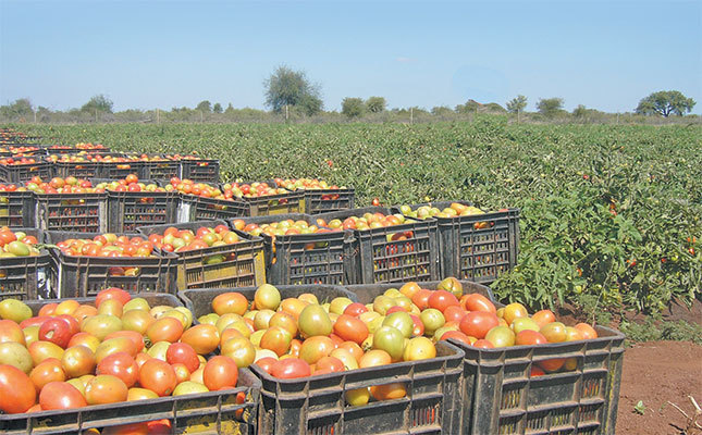 Tomato crop