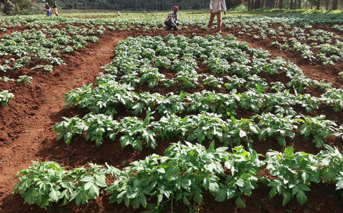Potato seeds farming kenya 696x432