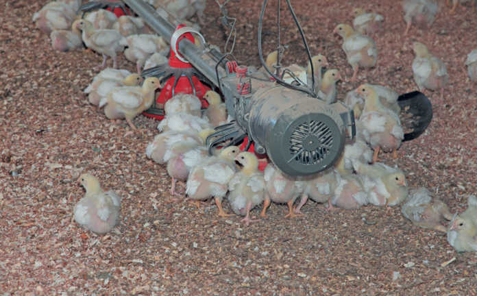 Smallscale chicken farming chicks 696x432