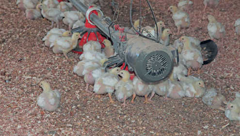 Smallscale chicken farming chicks 696x432