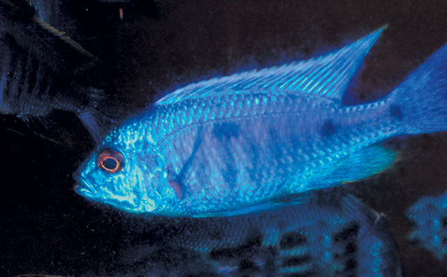 Cop azureus fish