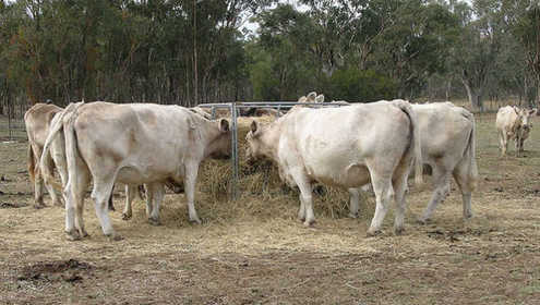 Cattle feed by cgoodwin 696x432