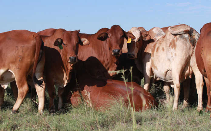 Cattle business 696x432