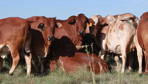 Cattle business 696x432