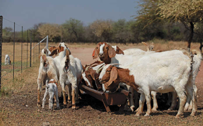 Goat farming 696x432
