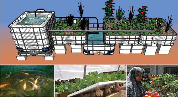 Aquaponics 1