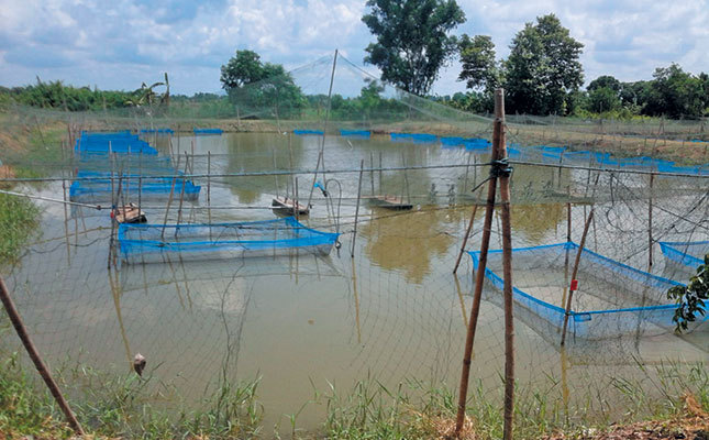 Unfenced fish ponds