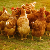 Poultry farming