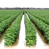 Surface irrigation 2