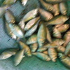 Img 20171004 132054