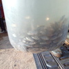 Tilapia fingerlings