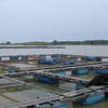 Aquaculture1 1 19150