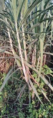 Img 20250506 wa0065