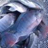 Tilapia grow out