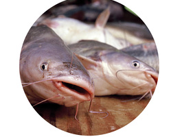 Catfish