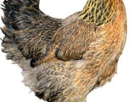 Chicken png2167