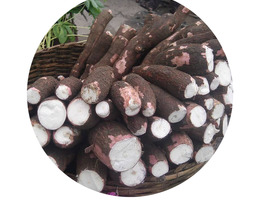 1024px cassava